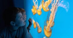 Tickets to the National Aquarium